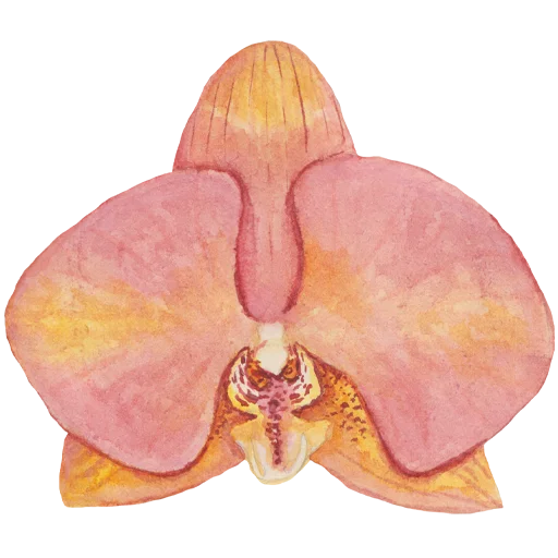 🌺 Стикер «Flowers» для Telegram