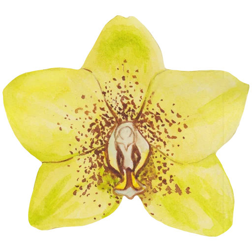 🌸 Стикер «Flowers» для Telegram