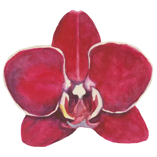 🌸 Стикер «Flowers» для Telegram