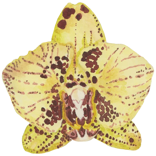 🌼 Стикер «Flowers» для Telegram