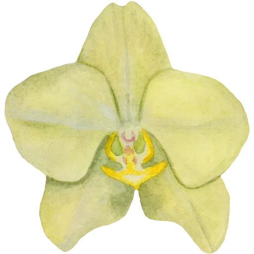 🌸 Стикер «Flowers» для Telegram