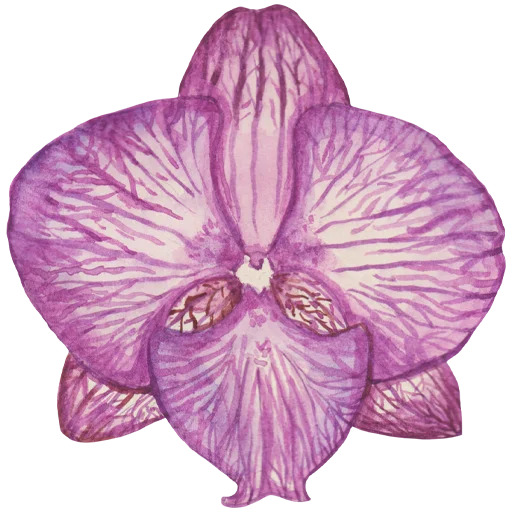 🌸 Стикер «Flowers» для Telegram