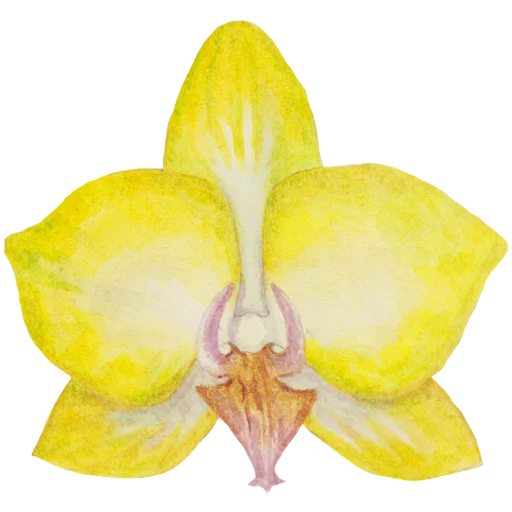 🌼 Стикер «Flowers» для Telegram