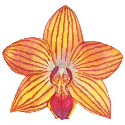 🌸 Стикер «Flowers» для Telegram