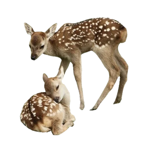 🦌 Стикер «svalkablincore» для Telegram