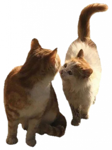 🐈 Стикер «svalkablincore» для Telegram
