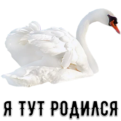 😣 Стикер «Свалке Бой» для Telegram