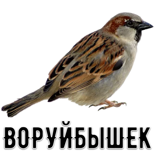 😡 Стикер «Свалке Бой» для Telegram