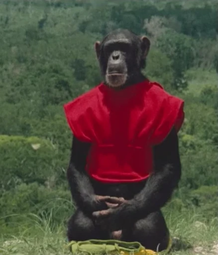 🧘‍♂️ Стикер «animated bullshit» для Telegram