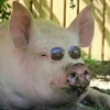 Стикер 39 😋 Pig emoji - миленькие поросятки