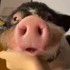 Стикер 5 😋 Pig emoji - миленькие поросятки