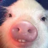 Стикер 53 😋 Pig emoji - миленькие поросятки