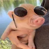 Стикер 40 😋 Pig emoji - миленькие поросятки