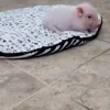 Стикер 15 😋 Pig emoji - миленькие поросятки