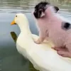 Стикер 4 😋 Pig emoji - миленькие поросятки