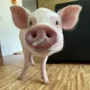 Стикер 50 😋 Pig emoji - миленькие поросятки