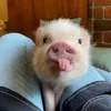 Стикер 45 😋 Pig emoji - миленькие поросятки