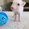 Стикер 22 😋 Pig emoji - миленькие поросятки