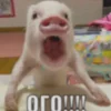 Стикер 61 😋 Pig emoji - миленькие поросятки