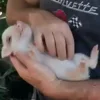 Стикер 10 😋 Pig emoji - миленькие поросятки