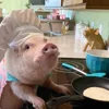 Стикер 35 😋 Pig emoji - миленькие поросятки