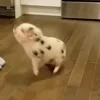 Стикер 14 😋 Pig emoji - миленькие поросятки
