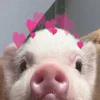 Стикер 57 😋 Pig emoji - миленькие поросятки