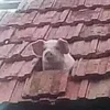 Стикер 37 😋 Pig emoji - миленькие поросятки