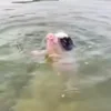 Стикер 3 😋 Pig emoji - миленькие поросятки