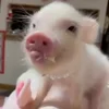 Стикер 19 😋 Pig emoji - миленькие поросятки