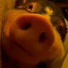 Стикер 21 😋 Pig emoji - миленькие поросятки