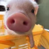 Стикер 56 😋 Pig emoji - миленькие поросятки