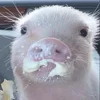 Стикер 48 😋 Pig emoji - миленькие поросятки