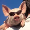 Стикер 49 😋 Pig emoji - миленькие поросятки