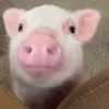 Стикер 11 😋 Pig emoji - миленькие поросятки