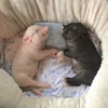 Стикер 41 😋 Pig emoji - миленькие поросятки