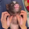 Стикер 16 😋 Pig emoji - миленькие поросятки