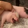 Стикер 7 😋 Pig emoji - миленькие поросятки