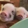 Стикер 9 😋 Pig emoji - миленькие поросятки