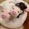 Стикер 44 😋 Pig emoji - миленькие поросятки