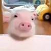 Стикер 2 😋 Pig emoji - миленькие поросятки