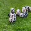 Стикер 24 😋 Pig emoji - миленькие поросятки