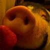 Стикер 20 😋 Pig emoji - миленькие поросятки