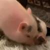Стикер 8 😋 Pig emoji - миленькие поросятки