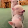 Стикер 27 😋 Pig emoji - миленькие поросятки