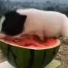 Стикер 18 😋 Pig emoji - миленькие поросятки