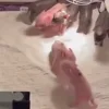 Стикер 13 😋 Pig emoji - миленькие поросятки