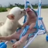 Обложка набора 😋 Pig emoji - миленькие поросятки