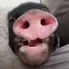 Стикер 6 😋 Pig emoji - миленькие поросятки