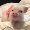 Стикер 59 😋 Pig emoji - миленькие поросятки